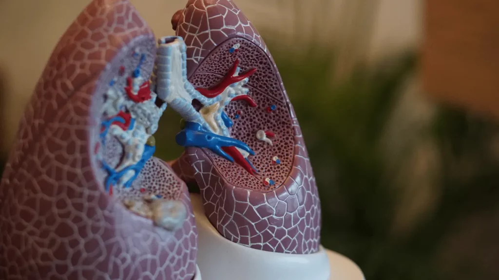 Modell des menschlichen Herzens. 