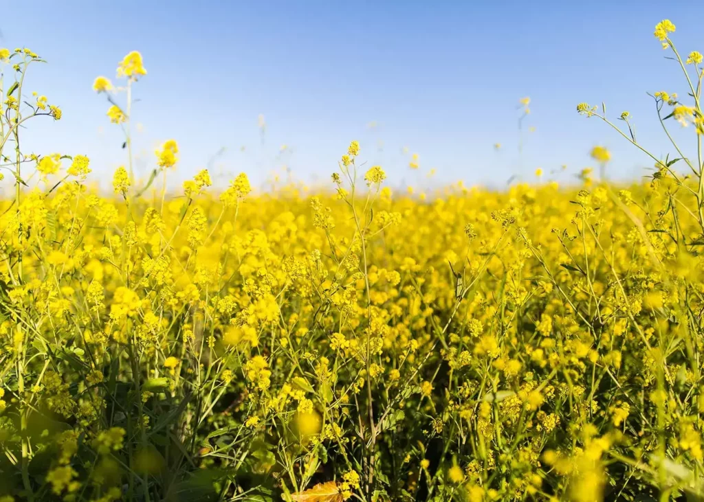 Wiese mit gelben Blüten
